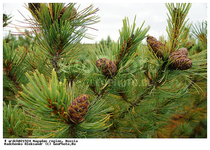 ������, ����������� �������, �������� ����, �������, ����, �������� ��������, ���, ����, ������, ���������, �������, ��������, ��������, �����, �����, Pinus pumila, �������, ��������, Pinus pumila, �������, ��������, ������, ��������, �����, ������ ��������, ���������� ��������, ������������ ��������, ������������ ��������, ������, ����������� ��������, �����������, XYZ, ��������, Pinaceae, ����� ������, ���������� ����, �������� ����� �����������, ���������, �������� �������, ����� ����������, ����� �����������, ����� �����������, Pinus pumila, ���������, ����������, ����, �����