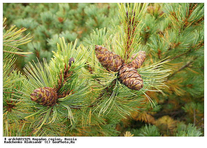 ������, ����������� �������, �������� ����, �������, ����, �������� ��������, ���, ����, ������, ���������, �������, ��������, ��������, �����, �����, Pinus pumila, �������, ��������, Pinus pumila, �������, ��������, ������, ��������, �����, ������ ��������, ���������� ��������, ������������ ��������, ������������ ��������, ������, ����������� ��������, �����������, XYZ, ��������, Pinaceae, ����� ������, ���������� ����, �������� ����� �����������, ���������, �������� �������, ����� ����������, ����� �����������, ����� �����������, Pinus pumila, ���������, ����������, ����, �����