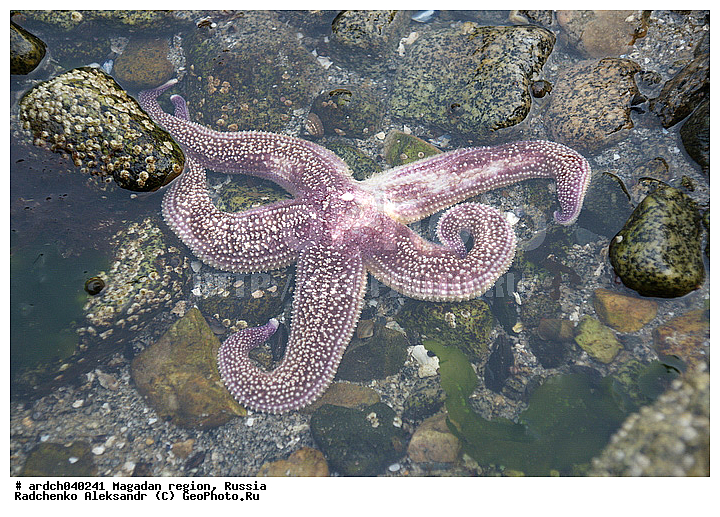 �������, ����������� �������, �������� ����, ������, ����� ��������, ��������, ������, ���������, ��������, �����������, ������� ������, ������� ��������, ����� ����, ���������, ����������, ��������