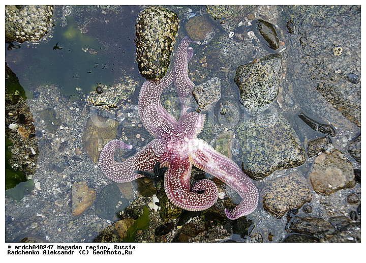 �������, ����������� �������, �������� ����, ������, ����� ��������, ��������, ������, ���������, ��������, �����������, ������� ������, ������� ��������, ����� ����, ���������, ����������, ��������