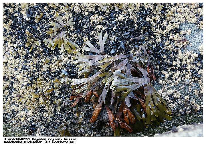 �������, ����������� �������, �������� ����, ����� ��������, ���������, ��������, ��������, �����������, ��������, ������� ��������, ���������, ����������, ��������