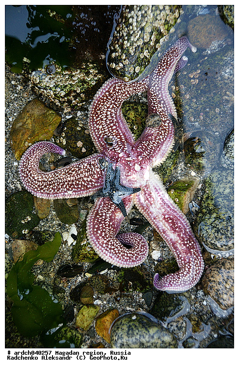 �������, ����������� �������, �������� ����, ������, ����� ��������, ��������, ������, ���������, ��������, �����������, ������� ������, ������� ��������, ����� ����, ���������, ����������, ��������