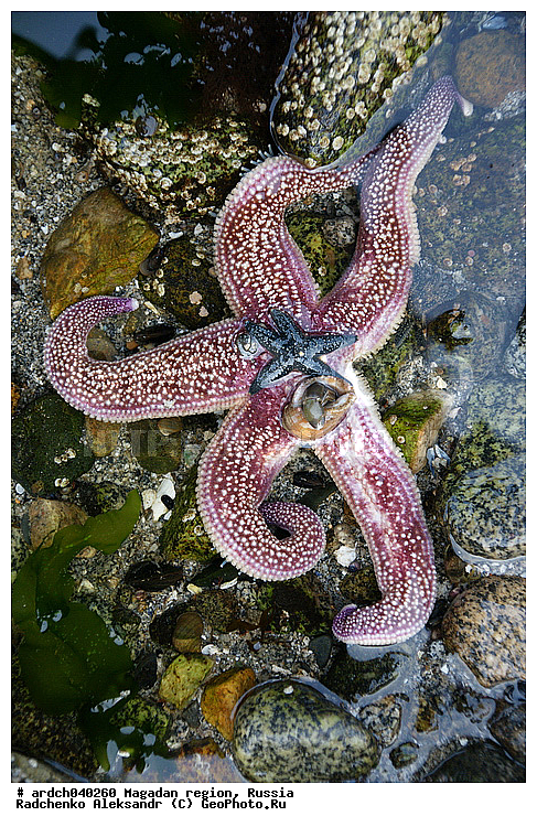 �������, ����������� �������, �������� ����, ������, ����� ��������, ��������, ������, ���������, ��������, �����������, ������� ������, ������� ��������, ����� ����, ���������, ����������, ��������