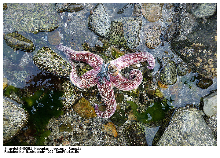 �������, ����������� �������, �������� ����, ������, ����� ��������, ��������, ������, ���������, ��������, �����������, ������� ������, ������� ��������, ����� ����, ���������, ����������, ��������