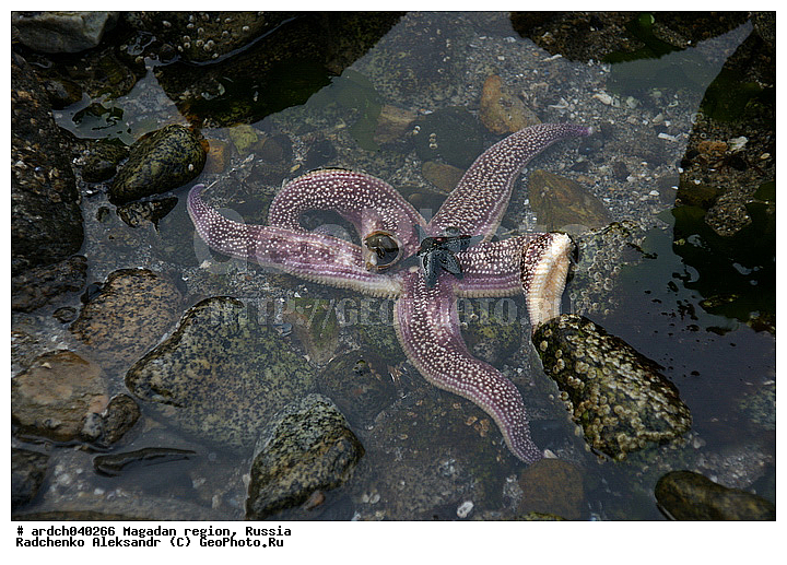 �������, ����������� �������, �������� ����, ������, ����� ��������, ��������, ������, ���������, ��������, �����������, ������� ������, ������� ��������, ����� ����, ���������, ����������, ��������