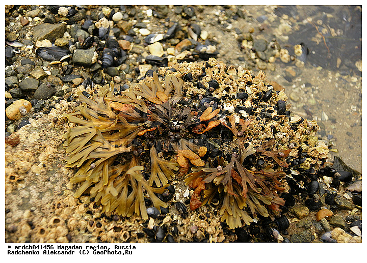 �������, ����������� �������, �������� ����, ����� ��������, ���������, ��������, ��������, �����������, ��������, ������� ��������, ���������, ����������, ��������