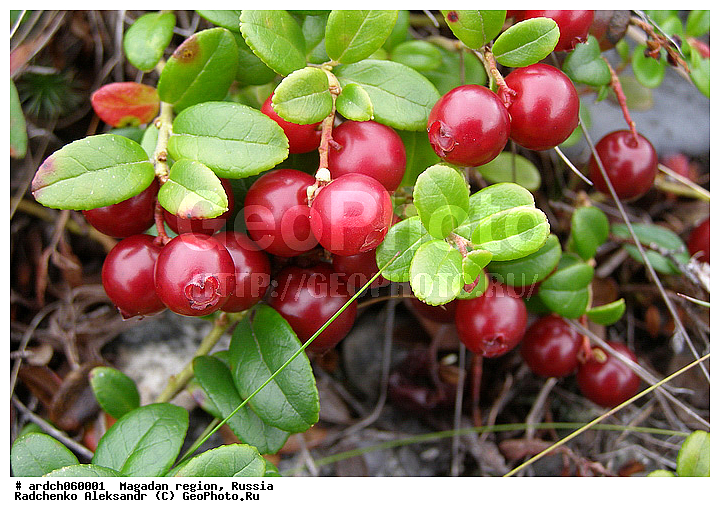 ����������� �������, �������, ��������, ���, ����, ��������, �����, �����, �����, ������ ��������, �����, ���������� ��������, ������������ ��������, ������������ ��������, XYZ, ����������, Ericaceae, ��������, Vaccinium vitis-idaea, ����, �����, �����, �����