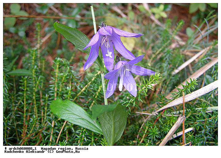 �������c��� �������, ������, ������������, ���, ����, �������, ��������, �����, �����, �����, �����