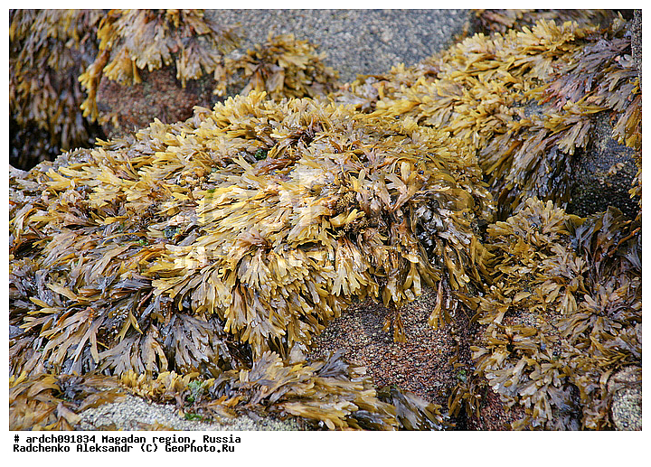 �������, ����������� �������, �������� ����, ����� �������, ���������, ��������, ��������, �����������, ��������, ������� ��������, ���������, ����������, ��������