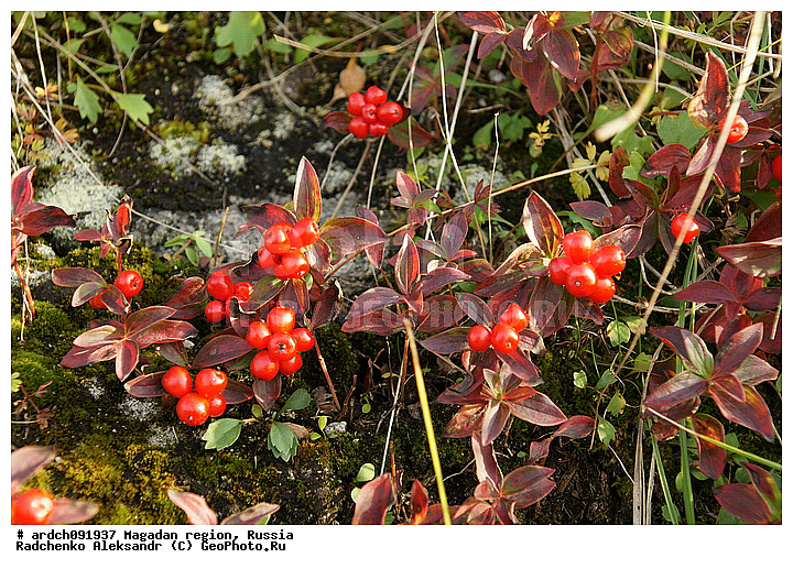 �������, ����������� �������, �������� ����, ������, ����� �������, ����, ���� ��������, �������, ��������, �����, �����