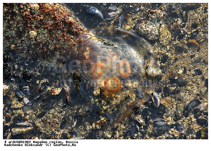 �������, ����������� �������, �������� ����, ����� �������, ���������, ��������, ��������, �����������, ������, ��������, ������� ��������, ���������, ����������, ��������