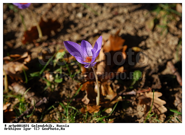 ������������ �������, ���������, ������� ����� �����, ���������� ���, �����������, �����, ��������, ������