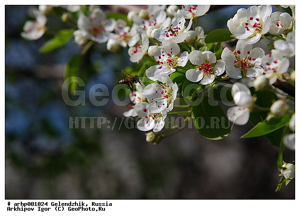 ����� �������� �����-�����, ���������, ����� ������, �����, ����� �����, �����, ��������