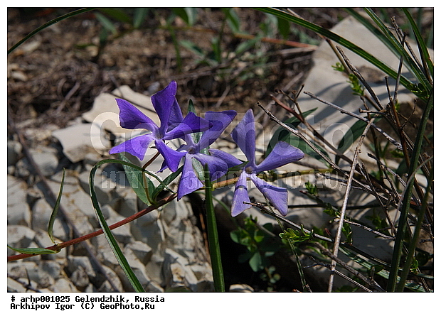 ���������, ����������� ������, ��������, ������������ ���������, ��������, ����