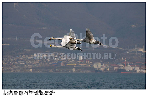 ���������, ������, ������ ����, ������ ������, ���������� �����, ������ �������