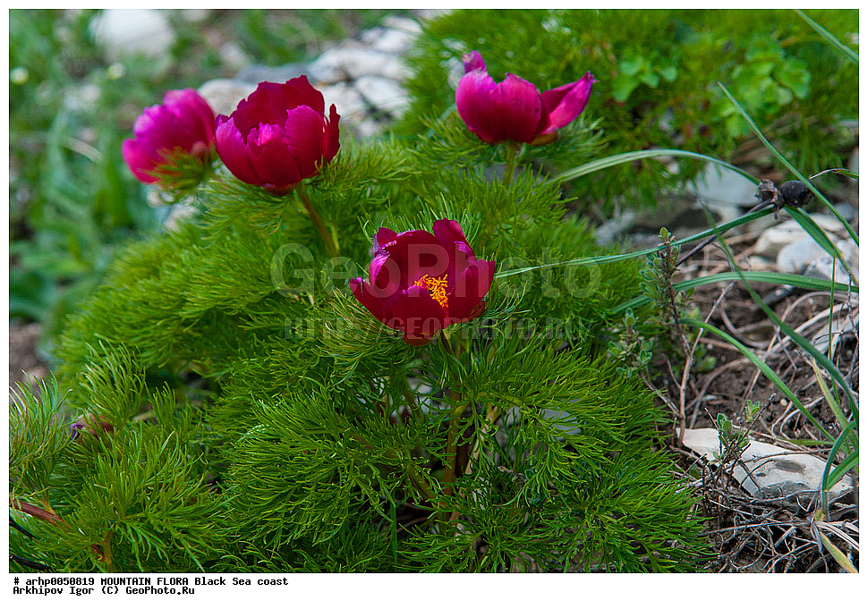 ���� ������������ ,Paeonia tenuifolia L.,���������-�������� � Paeoniaceae,��������,�������� ���,�������,������,����,�����,�������,�������,�����,������,�����,�������,��������,������, ������ ��������, �����, ���������� ��������, ������������ ��������, ������������ ��������, ������, �����, XYZ, ��������, Paeoniaceae, ���� �����������, ���� ������������, Paeonia tenuifolia