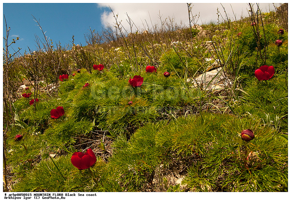 ���� ������������ ,Paeonia tenuifolia L.,���������-�������� � Paeoniaceae,��������,�������� ���,�������,������,����,�����,�������,�������,�����,������,�����,�������,��������,������, ������ ��������, �����, ���������� ��������, ������������ ��������, ������������ ��������, ������, �����, XYZ, ��������, Paeoniaceae, ���� �����������, ���� ������������, Paeonia tenuifolia