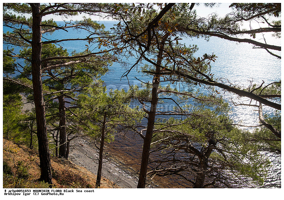 , ��������� ��������- PINACEAE , ����� ���������� Pinus brutia ssp. P. pityusa (Stev.) Nahal , ��������� ���������� ���������� ���, ������������� ������� ����������������� �����, ������ ��������, �����, ���������� ��������, ������������ ��������, ������������ ��������, XYZ, ��������, Pinaceae, ����� ����������, ����� ����������, Pinus pityusa, Pinus brutia var. pityusa