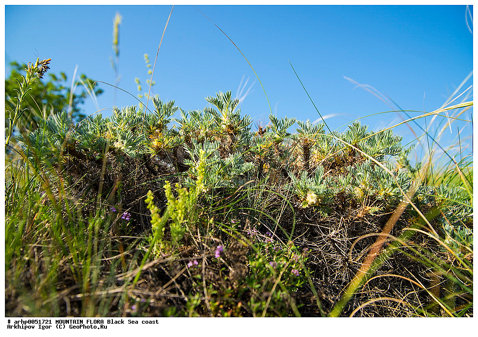 ��������, ����������, �������, ��������, ��������, ����������, �������, ������, ���������, �������, �������, �����, ��������, �������, �����, ������,, ������ ��������, �����, ���������� ��������, ������������ ��������, ������������ ��������, ������, �����, XYZ, �������, �����������, Fabaceae, Fabaceae, Leguminosae, Papilionaceae, ���������� ����������, �������� ����������, ��������� ����������, Astracantha arnacantha