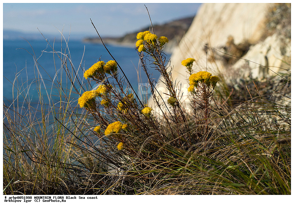 ��������,������,������,������,������,���. ������������� (Compositae), ���������� (Galatela punctata Lindl.), ������ ��������, �����, ���������� ��������, ������������ ��������, ������������ ��������, ������, �����, XYZ, ��������, �������������, Asteraceae, Compositae, ���������� ��������, Galatella punctata, Aster sedifolius
