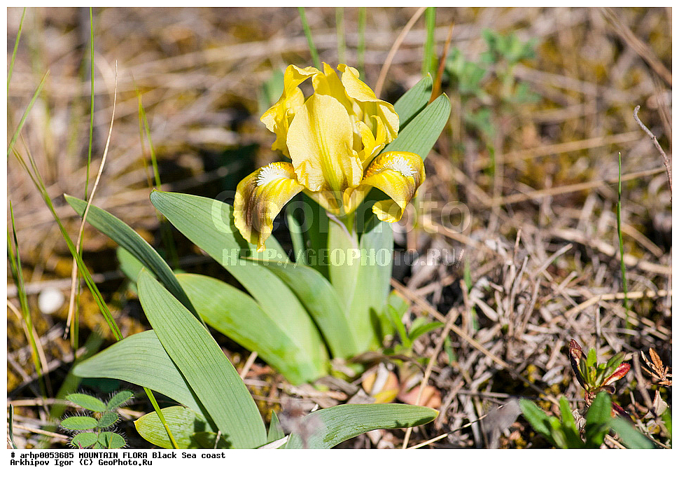 ��������, �������, ����������, ��������, ���, ������������, ���������, ����, �����, �������, ������, �������, ����������, ������� ���������� ,Iris pumila L.,���������- ����������� � Iridaceae, ������ ��������, �����, ���������� ��������, ������������ ��������, ������������ ��������, ������, �����, XYZ, ��������, �����������, Iridaceae, ���� ����������, ���� ��������, ���� ������, ������� ����������, ������� ��������, ������� ������, ������� �������, Iris pumila, Iris aequiloba
