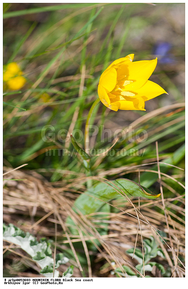 ��������� �������� � LILIACEAE, Tulipa ������� ����������� biebersteiniana Schult. et Schult., ������ ����������-���������� ���, ������ ��������, �����, ���������� ��������, ������������ ��������, ������������ ��������, ������, �����, XYZ, ��������, Liliaceae, ������� �����������, Tulipa biebersteiniana, ������� ���������