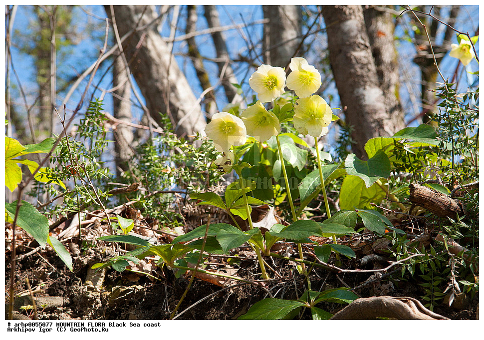 ��������� ������������ � HELLEBORACEAE , �������� ���������� Helleborus caucasicus Br. , ���������� ��� � �������   �������������   ������������ ���������.
������,������,����,��������,��������, ������ ��������, �����, ���������� ��������, ������������ ��������, ������������ ��������, ������, �����, XYZ, ���������, Ranunculaceae, �������� ���������, �������� ���������, �������� ����������, �������� ����������, Helleborus orientalis, Helleborus guttatus, Helleborus caucasicus, Helleborus polychromus