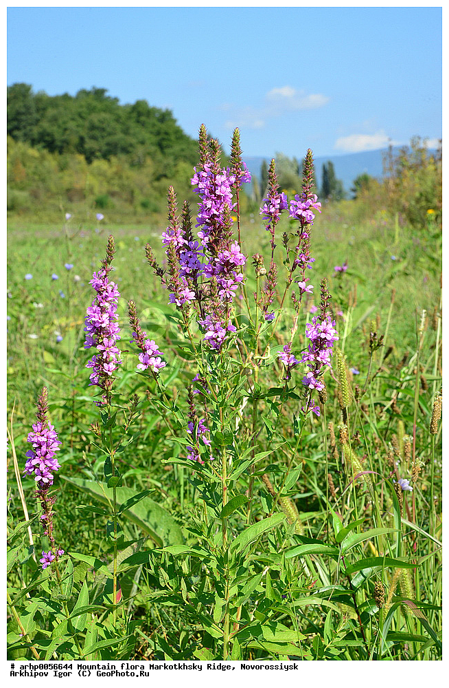 �����, ����������� ������, ������������, ��������, �����