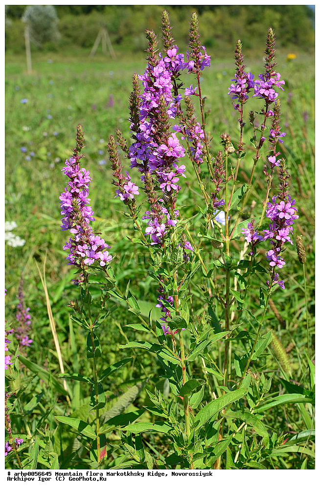 �����, ����������� ������, ������������, ��������, �����