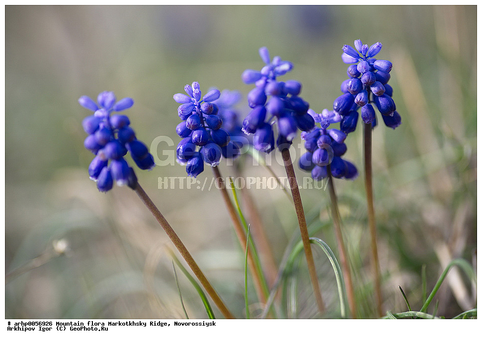 �����, ����������� ������, ������������, ��������, �����, ������ ��������, �����, ���������� ��������, ������������ ��������, ������������ ��������, ������, �����, XYZ, �����������, Hyacinthaaceae, ���������, Asparagaceae, ������������ �������, ������� ��� �������, ������� �������, ������� ������� �������, ������������� ������� ������� ������� �����, Pseudomuscari coeruleum, Pseudimuscari coeruleum, Muscari coeruleum, ������ ��������, �����, ���������� ��������, ������������ ��������, ������������ ��������, ������, �����, XYZ, �����������, Hyacinthaaceae, ���������, Asparagaceae, ������������ �������, ������� ��� �������, ������� �������, ������� ������� �������, ������������� ������� ������� ������� �����, Pseudomuscari coeruleum, Pseudimuscari coeruleum, Muscari coeruleum, Hyacinthaceae