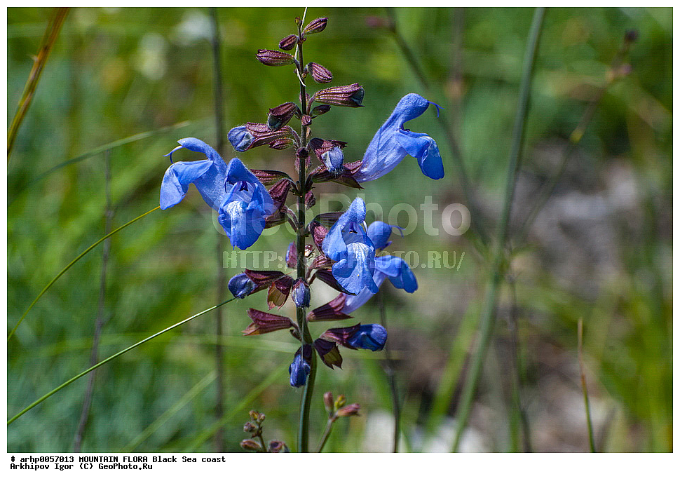 ������, ������������, ��������, ���, ����, ���, ���������, ����������, �����������, �������, ������, �����������, ����������, �������, ��������, ����������, �����������, �����, ����, ������, ������, �����������, ������, ������������,, ������ ��������, �����, ���������� ��������, ������������ ��������, ������������ ��������, ������, �����, XYZ, ����������, �����������, Lamiaceae, Labiatae, ������ ���������, Salvia ringens, ������ ��������, �����, ���������� ��������, ������������ ��������, ������������ ��������, ������, �����, XYZ, ����������, �����������, Lamiaceae, Labiatae, ������ ���������, Salvia ringens