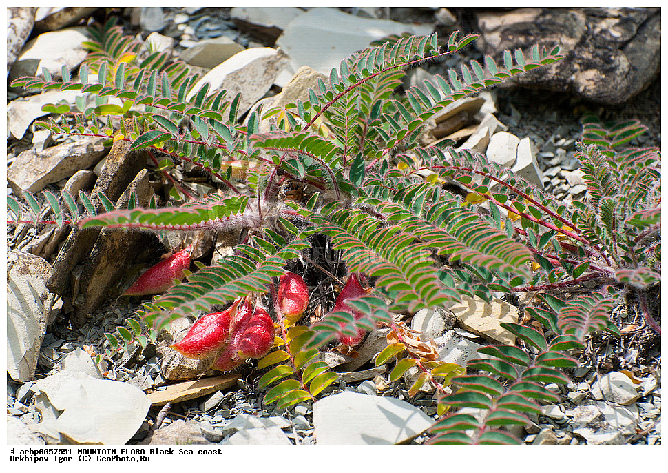 ��������, ����������, ���������, �������, ������, �������, ������������, ������, ��������, ���, �����, ����, ��������� ������� � Fabaceae , �������� ���������� ,Astragalus utriger Pall. , �������� ���, ������ ��������, �����, ���������� ��������, ������������ ��������, ������������ ��������, ������, �����, XYZ, �������, �����������, Fabaceae, Fabaceae, Leguminosae, Papilionaceae, �������� ����������, �������� �������, Astragalus utriger
