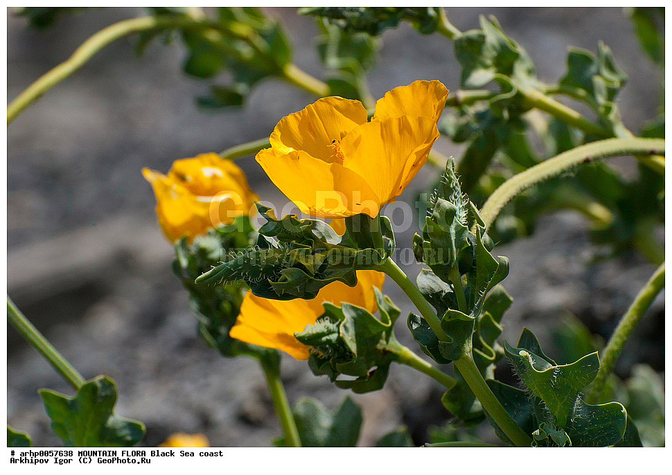 �����, ������, ��������, ������, ���, ���������, �������, ������������, ���������, �������, ���������, ������, ����, ����, ������, �����, �������, ��������,����������� ���������� (���������� ��� ���������). ������ � 50�80 ��. ��� �����-��� ����-�������, �������� �� ��������. ������ ���������������. ������ �������, ������ �� 30 ��, �� ���� �����������-�������������, ����� ��������� ��������� ���������, �����������, ������� � ������ �������,������ ��������, �����, ���������� ��������, ������������ ��������, ������������ ��������, ������, �����, XYZ, �������, Papaveraceae, ����� �����, �������� �����, ����� ������, �������� ������, Glaucium flavum