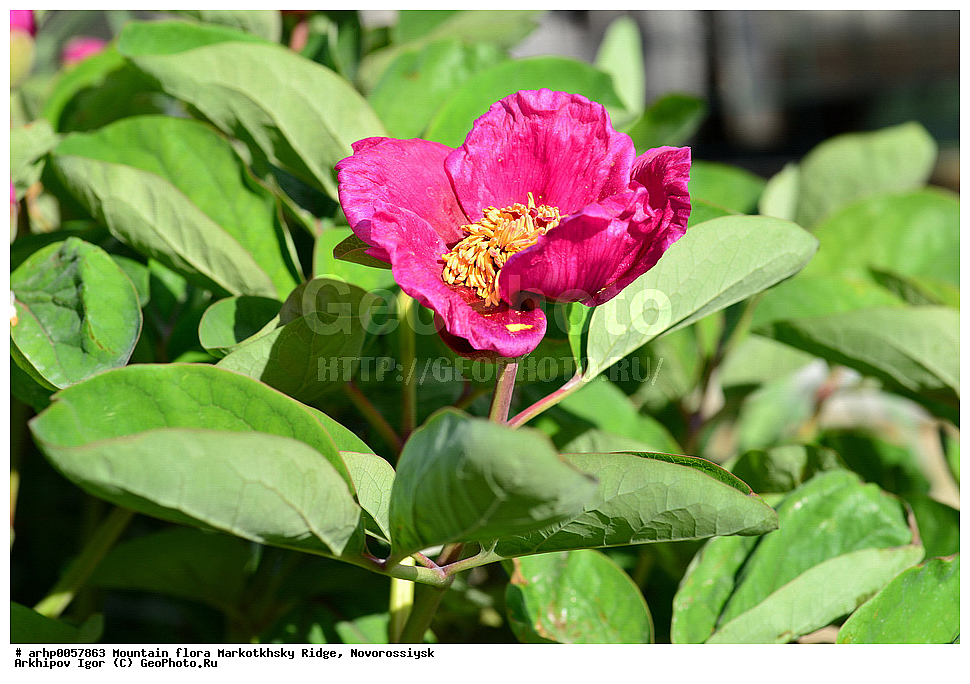 �����, ����������� ������, ������������, ��������, �����, ������ ��������, �����, ���������� ��������, ������������ ��������, ������������ ��������, ������, �����, XYZ, ��������, Paeoniaceae, ���� ����������, ���� ���������, Paeonia caucasica, Paeonia kavachensis