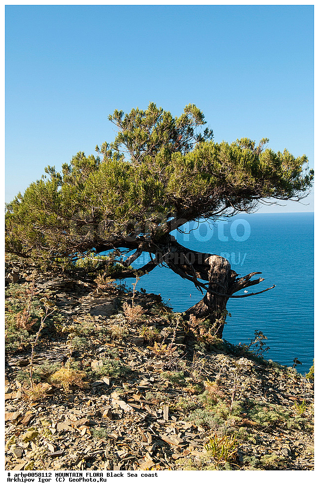 ����������� ������� �������, ��� ���� ������������ (Juniperus) ��������� ����������� (Cupressaceae)���������� ��� ������� ������� �� 10�15 �. ����� �������������, ���������.

���� ����-�����, ����������, �����������. ������� ����� ����-�������, ����������-�������������, ����� ������, ������ ��������, �����, ���������� ��������, ������������ ��������, ������������ ��������, XYZ, �����������, Cupressaceae, ������������ �������, ������������ �����������, Juniperus foetidissima