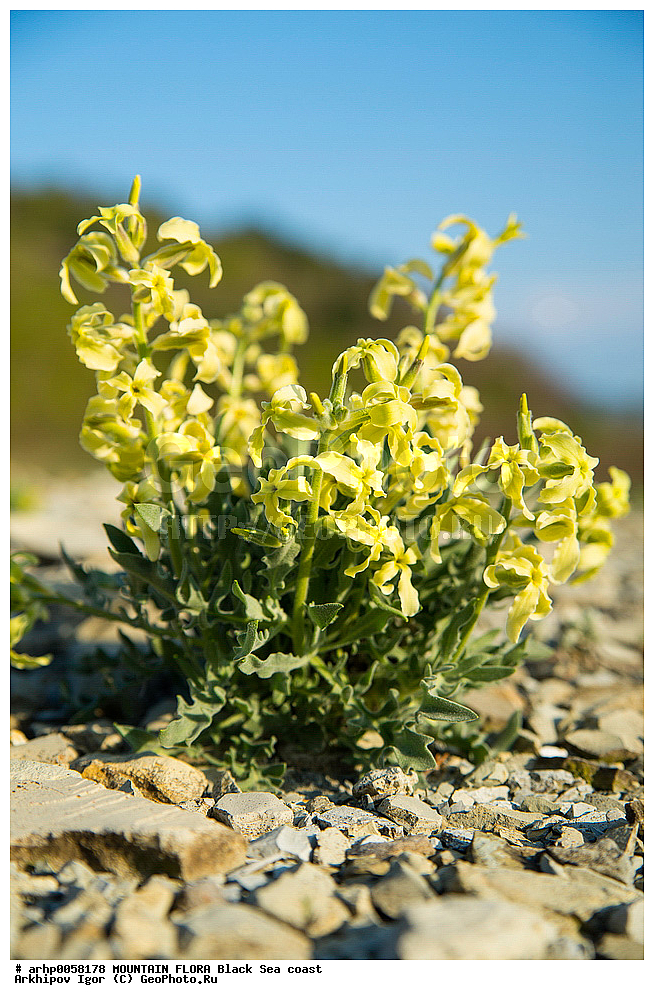 ������, ��������, ������, ����������, �����������, ���, �����������, ���������������, ��������, ����, ���������������, ������������, ������������, ����������, ������������, �����������, ��������, ������, ������, �����, �����������, �����, �������, ���������, �����, ������ ��������, �����, ���������� ��������, ������������ ��������, ������������ ��������, ������, �����, XYZ, ���������, ����������, �������������, Brassicaceae, Cruciferae, ������ ��������, ������ ������������, ������ ��������, Matthiola odoratissima, Cheiranthus odoratissimus, Matthiola odoratissima ssp. taurica, Matthiola taurica