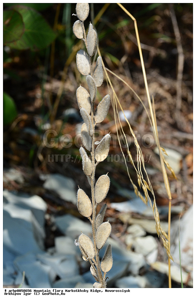 �����,������� ��������������, ����������� ������, ������������, ��������, �����,������ ��������, ����������� ����������� ���������,����������� ����������� �������� ,������ ������� � ��� � ����,�����,������,������,����,��������� ��������� (�������������) � BRASSICACEAE (CRUCIFERAE), ������ ��������, �����, ���������� ��������, ������������ ��������, ������������ ��������, ������, �����, XYZ, ���������, ����������, �������������, Brassicaceae, Cruciferae, ������� ��������������, Fibigia eriocarpa