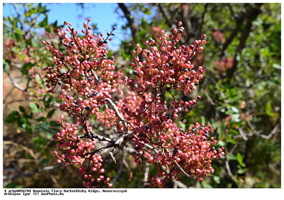 �����, ����������� ������, ������������, ��������, �����, ������ ��������, �����, ���������� ��������, ������������ ��������, ������������ ��������, ������, �����, XYZ, ������������, ���������, Anacardiaceae, �������� �����������, ����� ��������, ������� ������, ����������� ������, ������ ������, �������� �������������, Pistacia atlantica mutica, Pistacia mutica, ���������