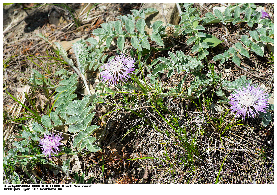 ��������� �������� � ASTERACEAE , ������� ������������ Centaurea hypoleuca DC. , ��������� ���������� ���., ������ ��������, �����, ���������� ��������, ������������ ��������, ������������ ��������, ������, �����, XYZ, ��������, �������������, Asteraceae, Compositae, ������ �����-�����, ������ ������������, ������� �����-�����, ������� ������������, Centaurea hypoleuca