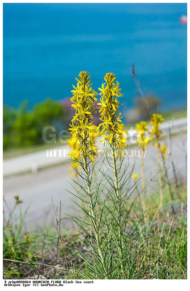 ����������, ������, ���������, �������������, �����������, ������, ����������, �����������������, ���, ����������, ������, �����, �����������, �����������, �����, ����, ������, ���, �����������, ���������, ��������,������ ���������� ��������-����������������� ���. , ������ ��������, �����, ���������� ��������, ������������ ��������, ������������ ��������, ������, �����, XYZ, ������������, �������������, Asphodelaceae, Xanthorrhoeaceae, ���������� �����, �������� �����, Asphodeline lutea