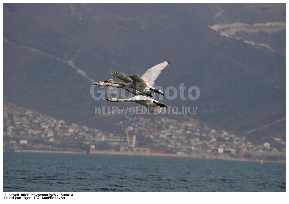 ������������� ����, ������������, ������, ׸���� ����, ������ ����, �������