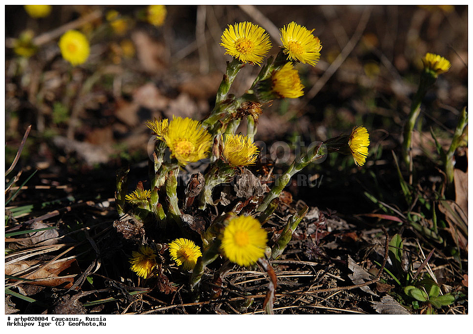 ������������� ����, ������, ������, ����������� ������, �������, ������ ��������, �����, ���������� ��������, ������������ ��������, ������������ ��������, ������, �����, XYZ, ��������, �������������, Asteraceae, Compositae, ����-�-������ ������������, Tussilago farfara