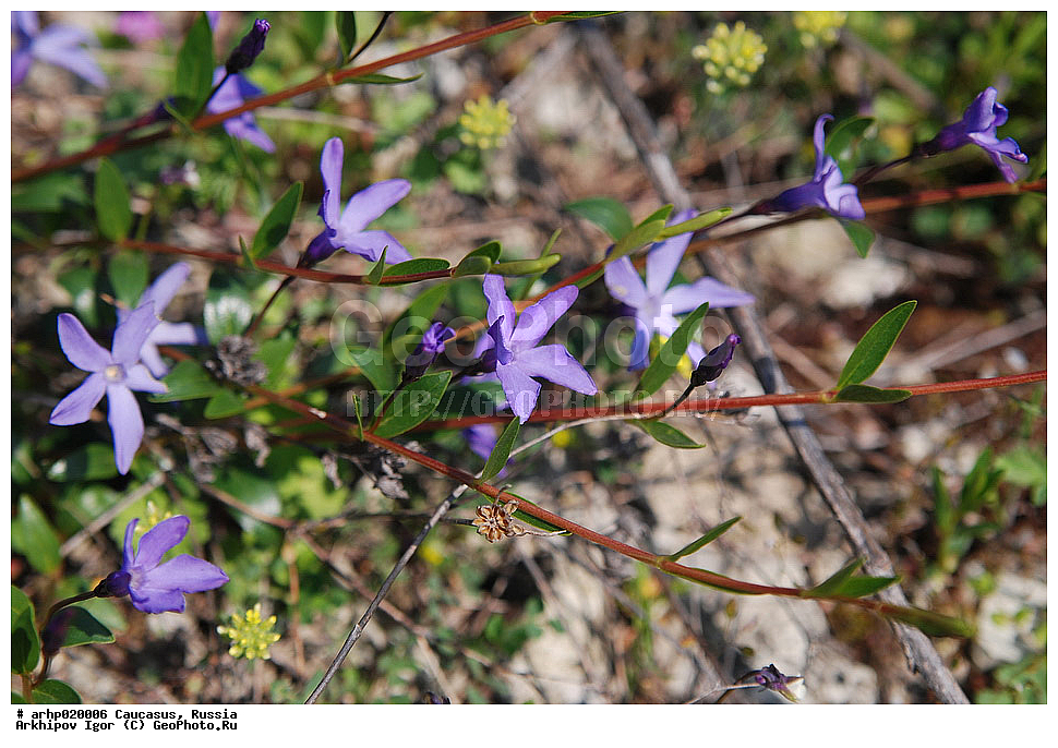 ��������, ��������, �����, ����, ������, �������, �����, ����������, ����������, ���, ���������, ��������������, �����������, �����, ���������, ��������, ��������,, ������ ��������, �����, ���������� ��������, ������������ ��������, ������������ ��������, ������, �����, XYZ, ��������, Apocynaceae, ��������, Vinca sp.