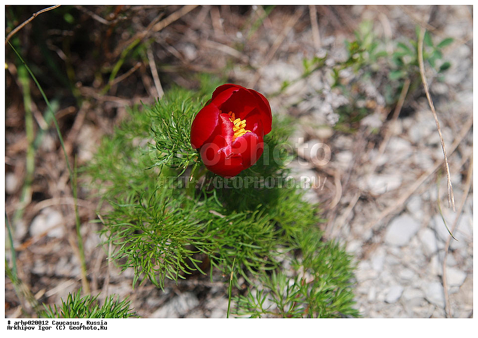 ������������� ����, ������, ������, ����������� ������, �������, ������ ��������, �����, ���������� ��������, ������������ ��������, ������������ ��������, ������, �����, XYZ, ��������, Paeoniaceae, ���� ������������, ���� �����������, Paeonia tenuifolia