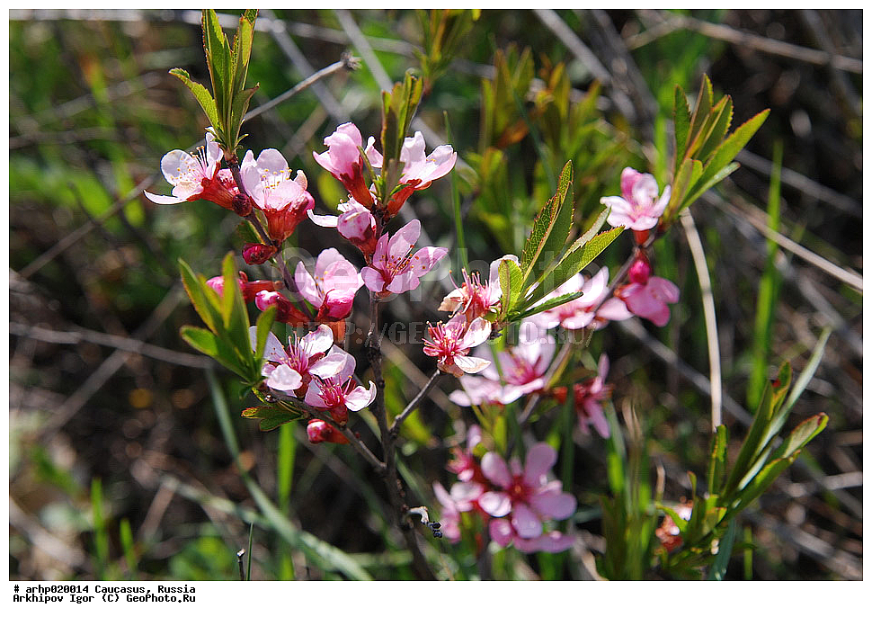 ������������� ����, ������, ������, ����������� ������, �������, ������� ������ (��������)
��������� ������ŗ ROSACEAE
������� ������ (��������) Amygdalus nana L.
������ ���.
��������� ��������� � �������������� ������������� ������� � ������������� ������������ ���������. ���������� ������ ����� ��������� ��� ����������-���������� �������, � ����������� � ����������-�����,, ������ ��������, �����, ���������� ��������, ������������ ��������, ������������ ��������, ������, �����, XYZ, ������������, �������, �����������, Rosaceae, ������� ������, ������� ����������, ��������, ������� �������, Amygdalus nana, Prunus nana, Prunus tenella