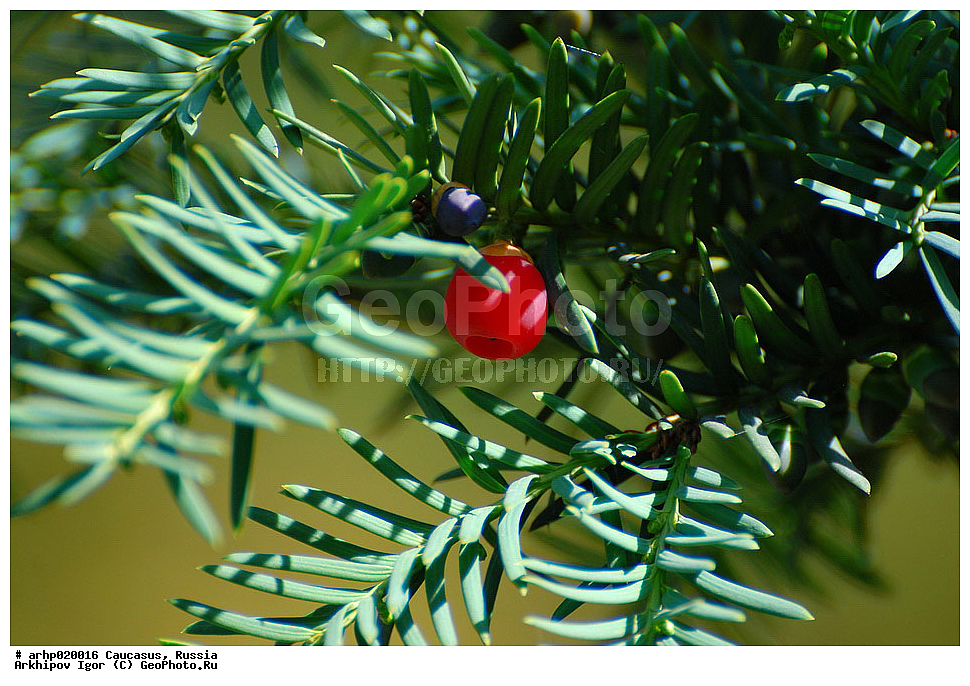 .     ��� ������� (������ ������)
��������� ������� � ��������
��� ������� (������ ������) Taxus baccata L.
������ ������ ���������� �������. ������� ������������ ������ ��� ���������, �� 25 � ������.
������� ������ �������, �����, ���������, ����� ���������� ����������-�����������. ���� ������� ����������-�����, ������� �������, � ������ �� ������� �������������� �����������.
������-���� �� 20�35 �� ����� � 2�2,5 �� ������, ��������, ������ �����������, �������������, ������� ����������, ������ �����-�������, ���������, ����� ������-�������, ����������� ���������, �� ������� ������� ������� ����������, ����� 5�8 ���.
��� � �������� ���������. ������� ����� ��������, �� ����������� ����������� �� ������� ����������������. 
