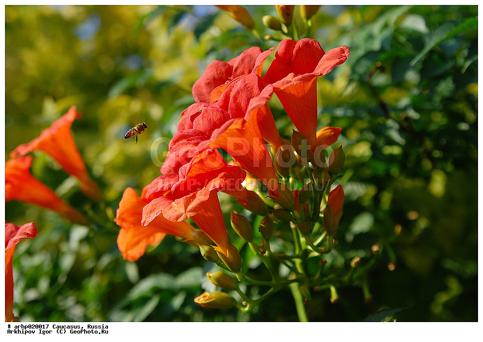 ������������� ����, ������, ������, ����������� ������, �������, ������ ��������, �����, ���������� ��������, ������������ ��������, ������������ ��������, ������, �����, XYZ, �����������, Bignoniaceae, ������� �������������, ������, ������, Campsis radicans