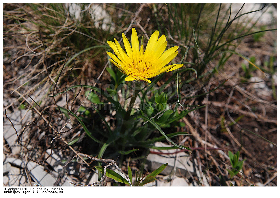 ������������� ����, ������, ������, ����������� ������, �������, Asteraceae, Compositae, Tragopogon colchicus, XYZ, ��������, ������������� ����������, �������������, �����, ������ ��������, ������, ���������, ����, ������������ ��������, ������������ ��������, ������, �������, �������, ������, ����, ��������, �������, ���������, �������������, ������, ���������� ��������, �����������, �����, ������, �����, �������������