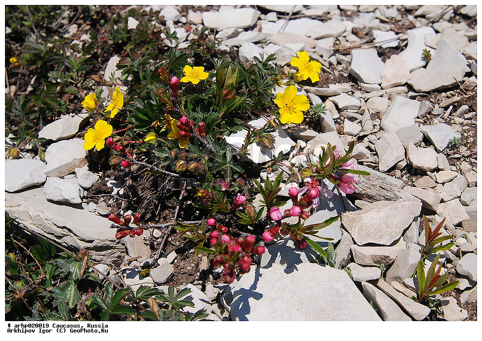 ������������� ����, ������, ������, ����������� ������, �������,������ �����