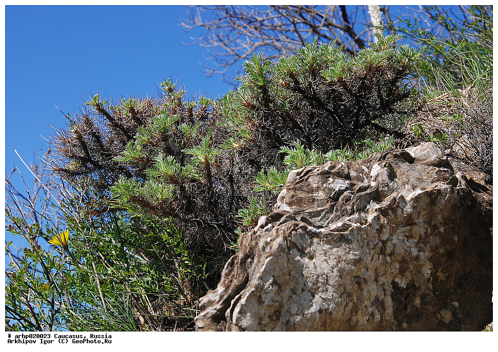 �����, ����������� ������, ������������, ��������, �����,��������, ����������, �������, ��������, ��������, ����������, �������, ������, ���������, �������, �������, �����, ��������, �������, �����, ������, astragalus, arnacantha, fabaceae,, ������ ��������, �����, ���������� ��������, ������������ ��������, ������������ ��������, ������, �����, XYZ, �������, �����������, Fabaceae, Fabaceae, Leguminosae, Papilionaceae, ���������� ����������, �������� ����������, ��������� ����������, Astracantha arnacantha